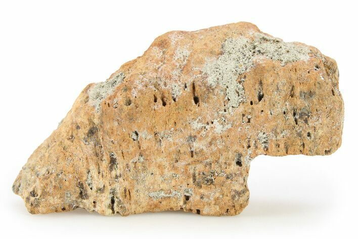 Achelousaurus Bone Fragment - Montana #103152